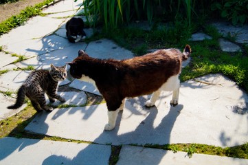 cats get acquainted