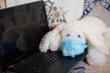 Sad plush fluffy white dog poodle in a protective mask. The dog was protected from the virus by a mask and education and working online, makes shopping over the Internet 