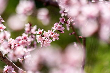 Spring peach blossom apricot sakura  flower
