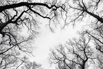 Black and white photo: bare tree branches against the sky. Copy space.
