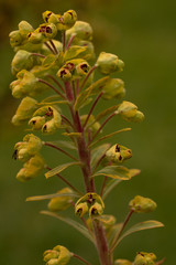 Euphorbia Ascot Rainbow Flower Head