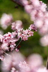 Fototapeta na wymiar Spring peach blossom apricot sakura flower