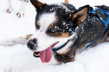 Schlittenhund, blaue Augen, Schnee