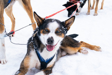 Schlittenhund, blaue Augen, Schnee