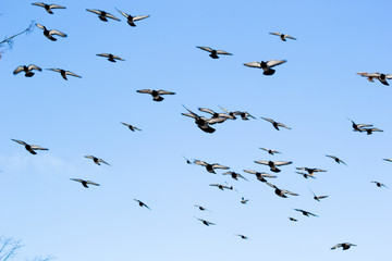 Selective focus. A large flock of pigeons fly in the blue sky. It can be used as a background