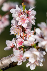 Spring peach blossom apricot sakura  flower