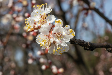 White flowers of apple tree in spring.