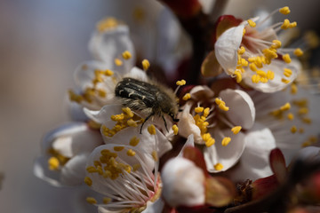 Beetle on white flowers of an apple tree in spring.