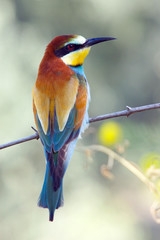 Bee-eater perched on a twig in the countryside in the sun in spring.