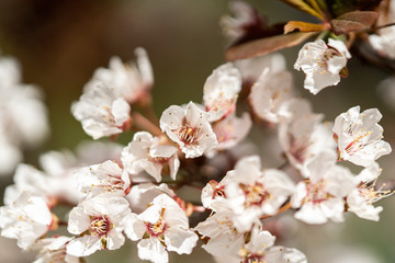 Spring peach blossom apricot sakura  flower