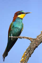 Bee-eater perched on a branch a sunny day with blue sky in the countryside in spring.