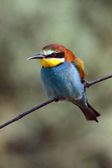 Bee-eater perched on a twig in the countryside in the sun in spring.