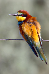 Bee-eater perched on a twig in the countryside in the sun in spring.
