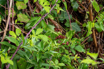 Group of firebugs, pyrrhocoris apterus, insect, red bug, bug soldier, a bunch of red bugs basking on the bark of a tree.