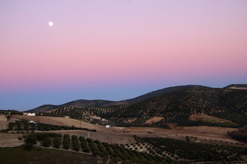 Countryside night landscape with olive groves and full moon.