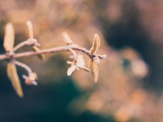 branch of yellow plant