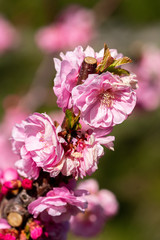 Spring peach blossom apricot sakura  flower