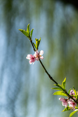 Spring peach blossom apricot sakura  flower