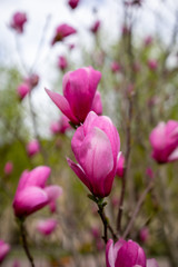 Fototapeta premium Pink magnolia big bud, close up. Natural light, natural colors