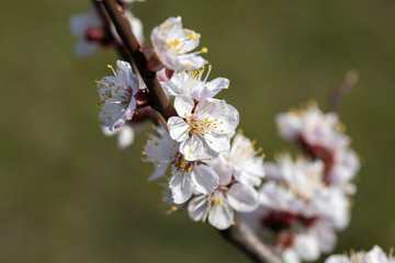 White flowers of apple tree in spring.