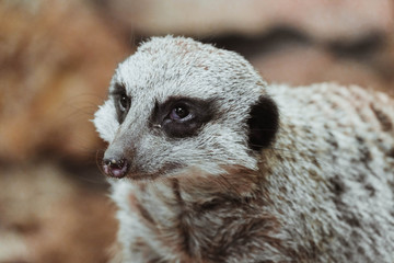 Suricate portrait close up. Adorable wild animal portrait, suricate closeup.