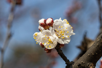 White flowers of apple tree in spring.