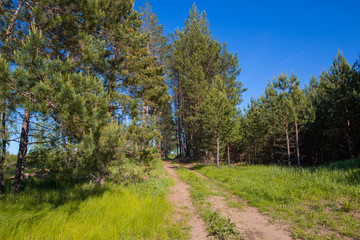 country road at the edge of a pine forest