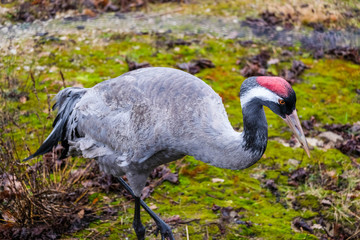 Gray crane, eurasian crane portrait close up with lake on the background. Beautiful bird portrait at park.