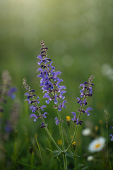 Salvia nemorosa „Marleau Blue wild flower flora plant 