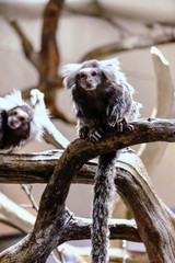 Common marmoset sitting on the tree branch, driftwood branch. Small monkey playing on the trees .Common marmoset at zoo close up. Rainforest monkey, marmoset.