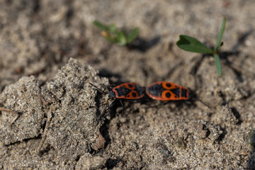 Pyrrhocoris apterus beetle on the ground.