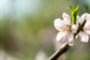 Spring peach blossom apricot sakura  flower