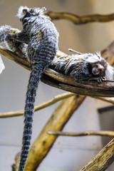 Common marmoset sitting on the tree branch, driftwood branch. Small monkey playing on the trees .Common marmoset at zoo close up. Rainforest monkey, marmoset.