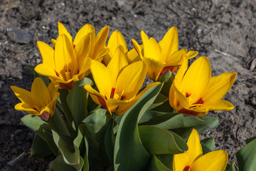 Fototapeta premium Yellow tulips in early spring.
