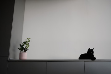 Cat in the house - a black cat sitting on a black table with kitchen desk and flower in a pot in...