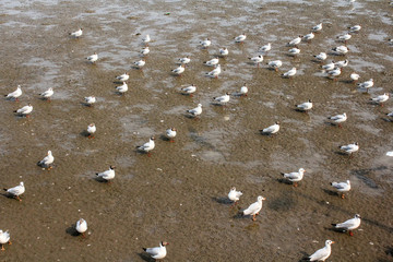 Seagulls standing on the beach at Bangpoo Samut Prakarn Thailand