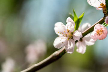 Spring peach blossom apricot sakura  flower