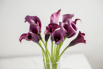 purple Calla lilly flowers in a vase, isolated on a white background, horizontal, side view