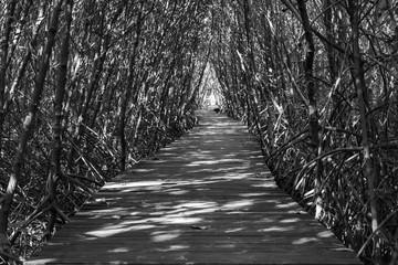 Tree tunnel, Wooden Bridge In Mangrove