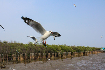 Seagulls flying with blue sky background at Bangpoo Samut Prakarn Thailand