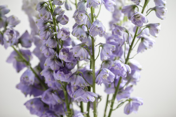 Delphinium Flower,  lilac, purple flower, closeup, horizontal