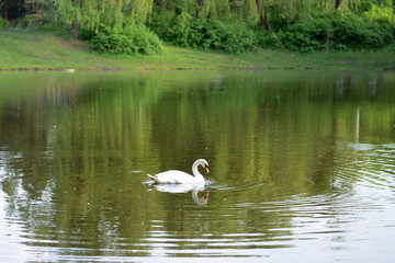 Naklejka na ściany i meble White swan is swimming in the lake