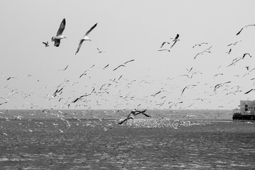 Seagulls flying with blue sky background at Bangpoo Samut Prakarn Thailand