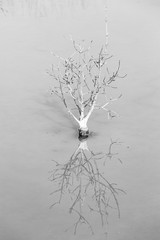 small mangrove tree
