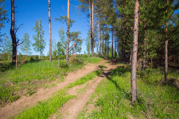 country road at the edge of a pine forest