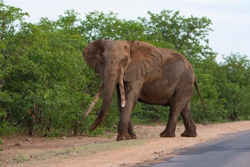 Naklejka na ściany i meble Big african elephant on the road