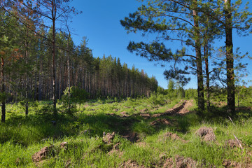 the edge of the forest dug up with moats