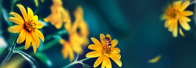 Small yellow bright summer flowers and bee  on a background of blue and green foliage in a fairy garden. Macro artistic image. Banner format.