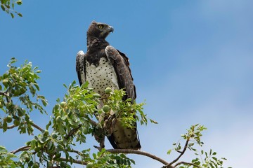 Martian Eagle on a tree with blue sky on the back