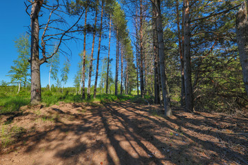 Obraz premium country road along the edge of the forest in the shade of pine trees on a summer sunny day